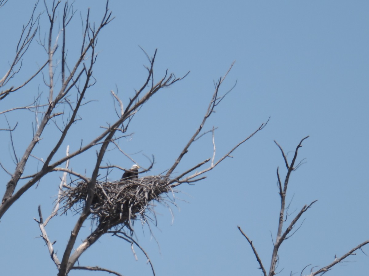 Bald Eagle - ML636039210