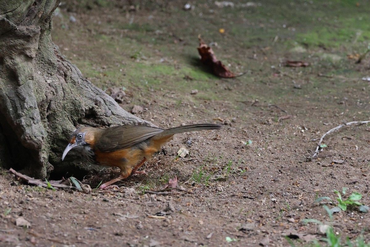 Black-streaked Scimitar-Babbler - ML636039273