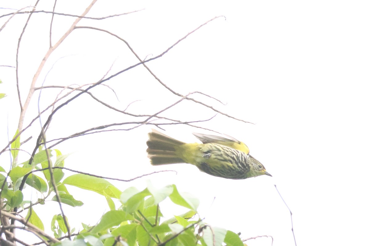 Striated Bulbul - ML636039283