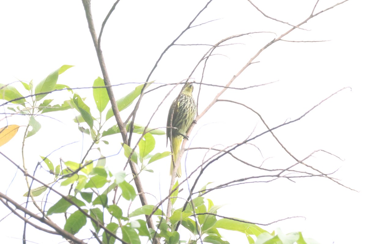 Striated Bulbul - ML636039290