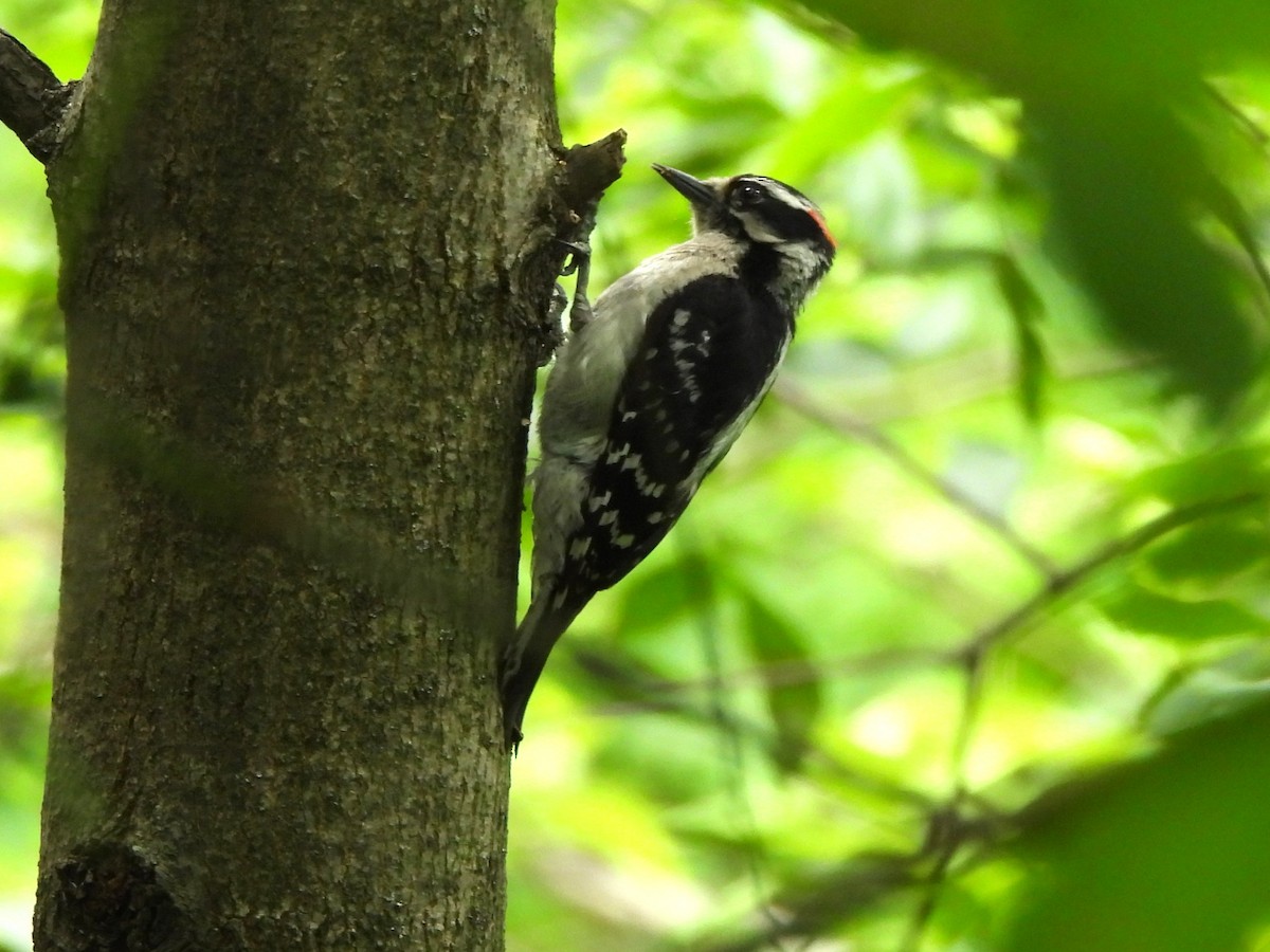 Downy Woodpecker - ML636039302