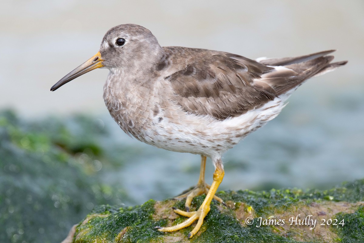 Purple Sandpiper - ML636039333