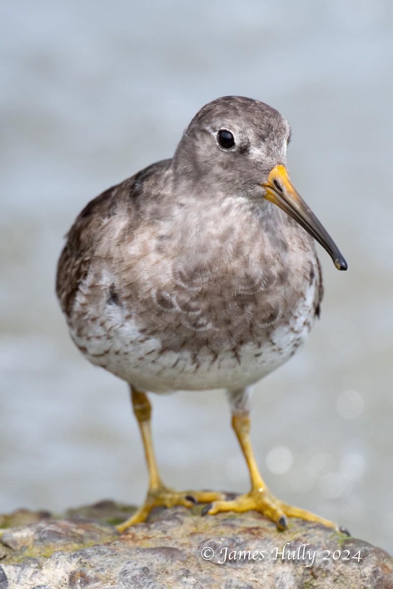 Purple Sandpiper - ML636039338
