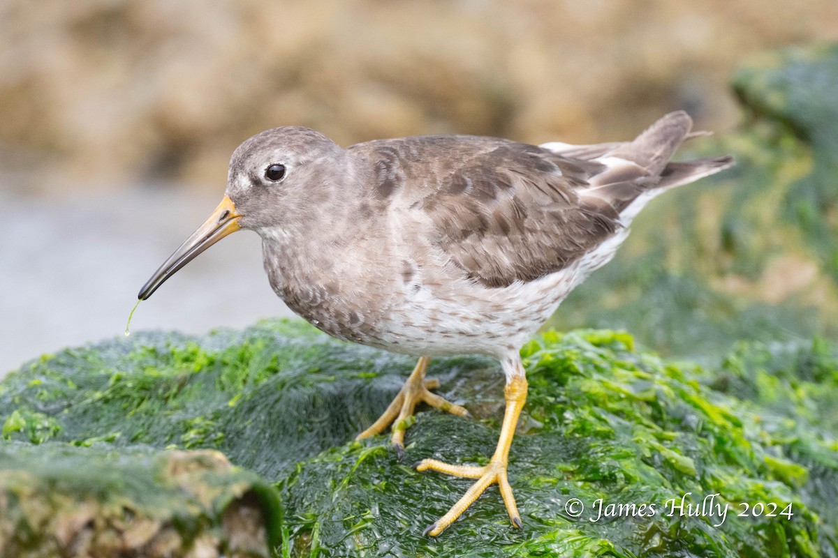Purple Sandpiper - ML636039344