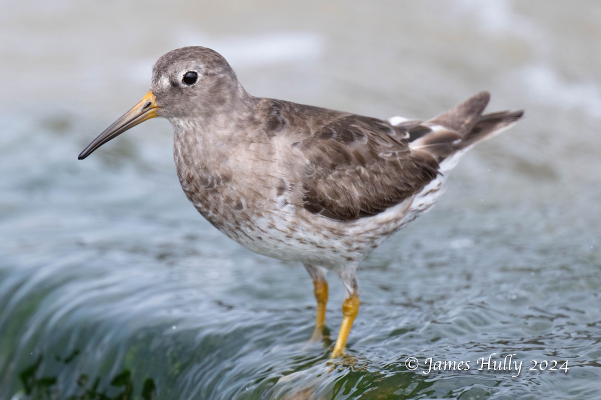 Purple Sandpiper - ML636039351