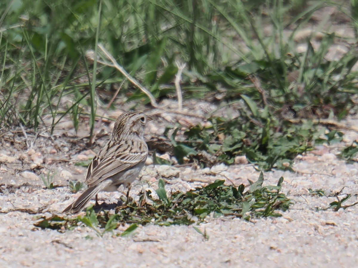 Brewer's Sparrow - ML636039362