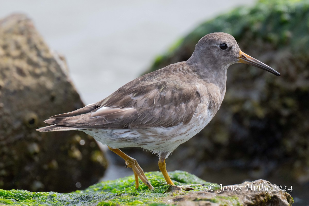 Purple Sandpiper - ML636039367