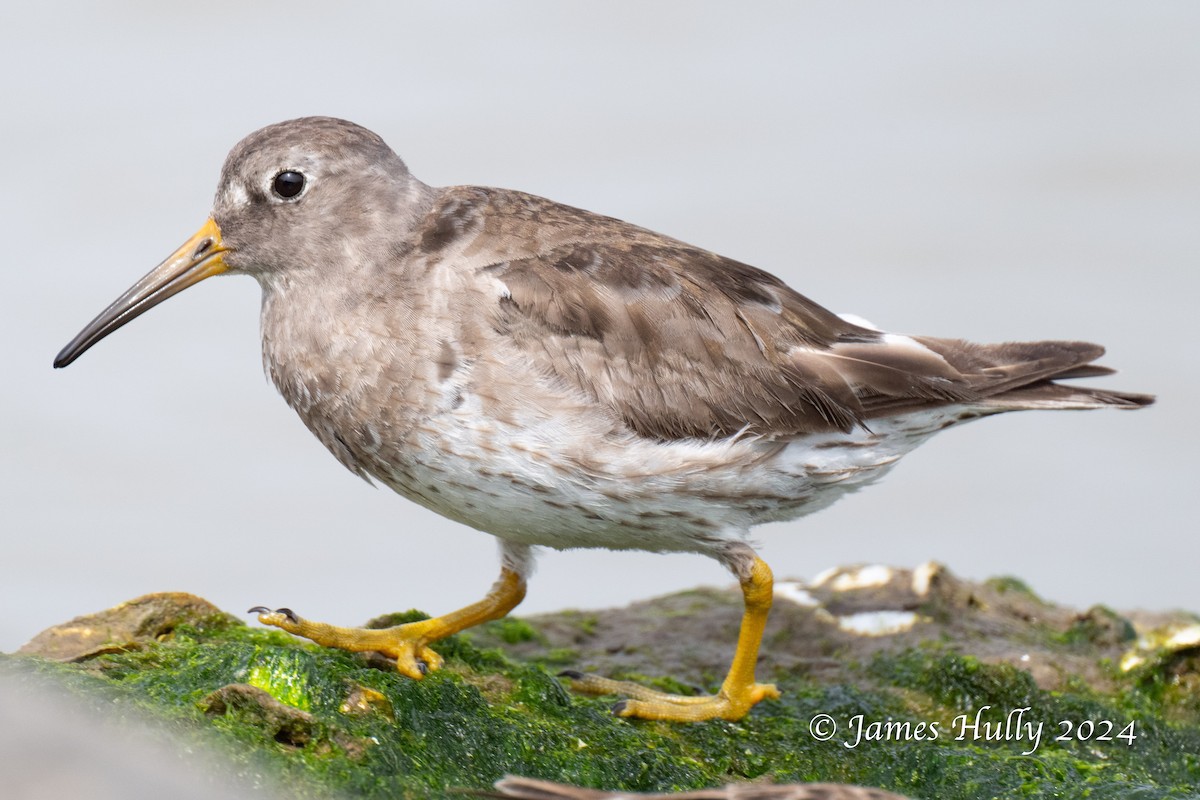 Purple Sandpiper - ML636039368