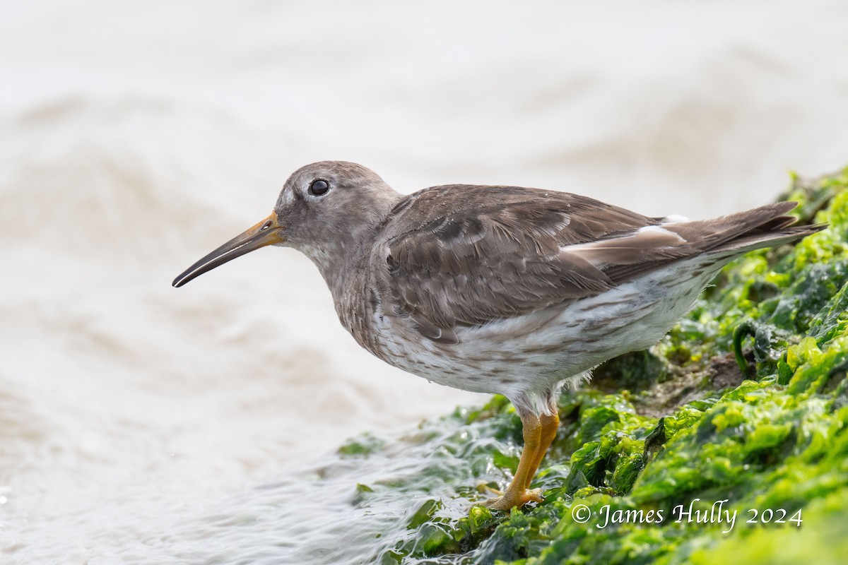 Purple Sandpiper - ML636039378