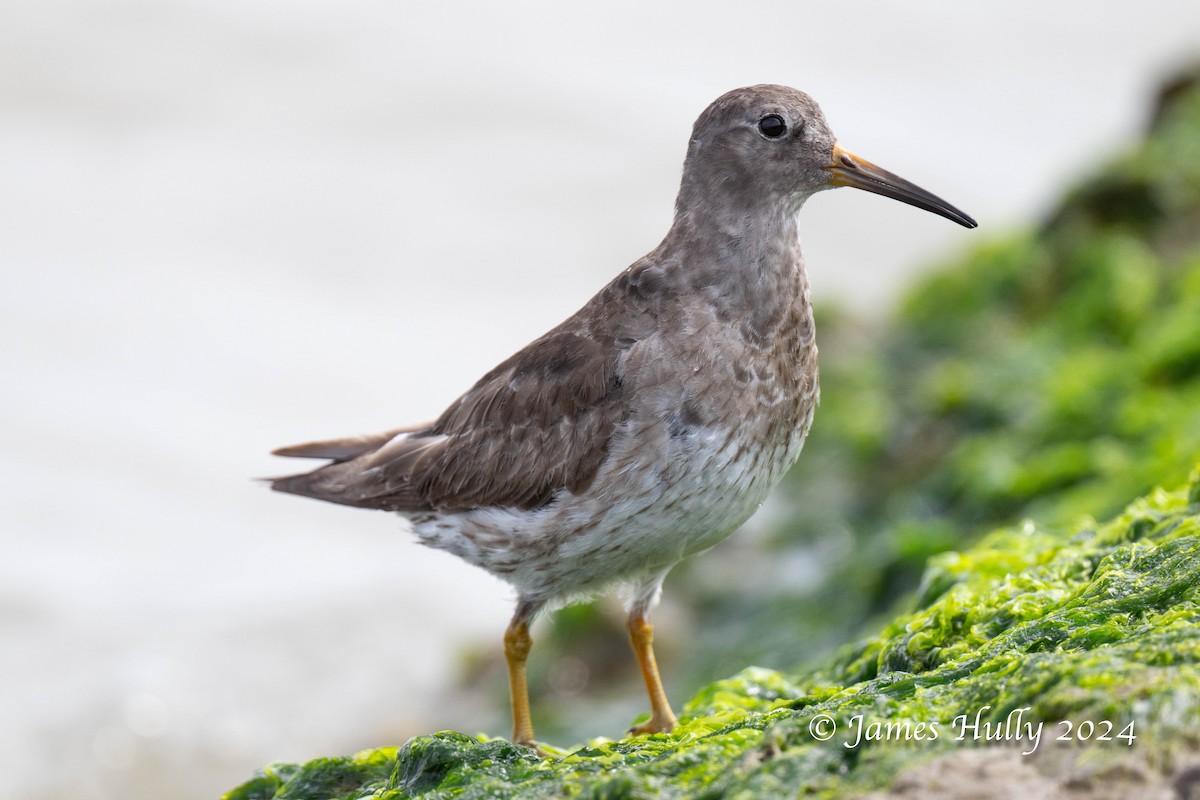 Purple Sandpiper - ML636039379