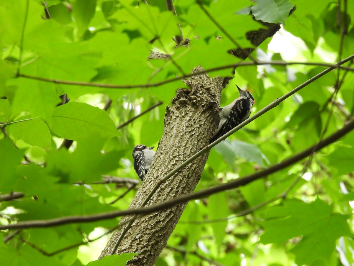 Downy Woodpecker - ML636039389