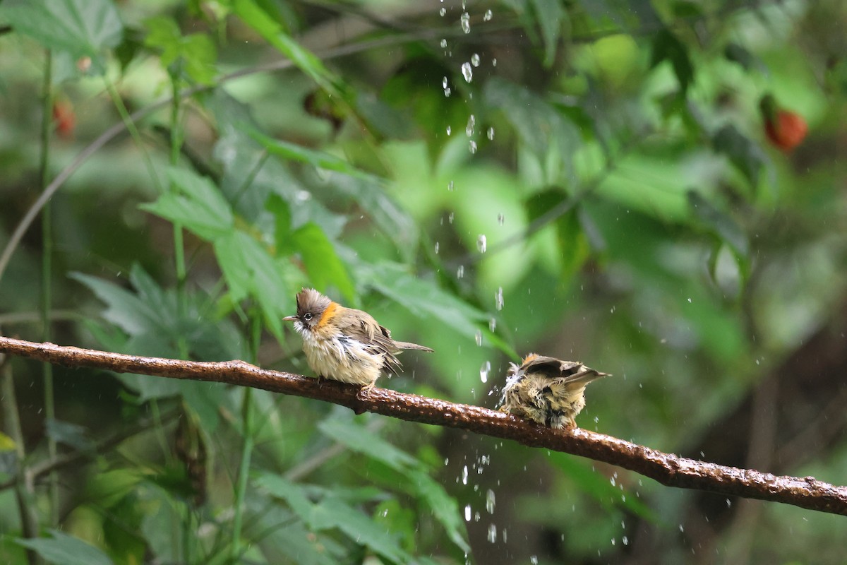 Whiskered Yuhina - ML636039399