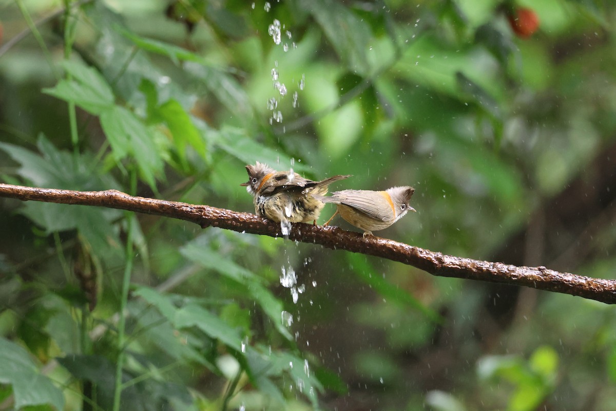 Whiskered Yuhina - ML636039401