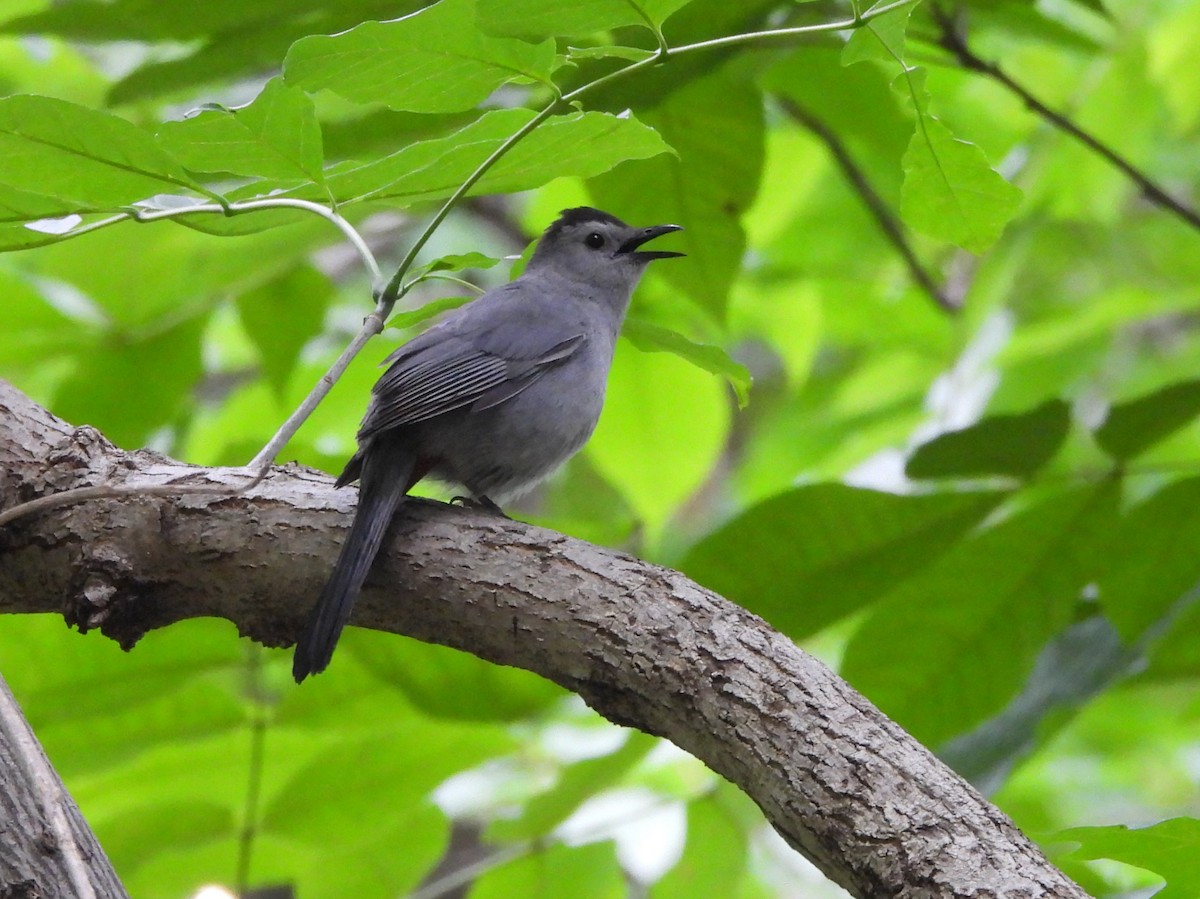 Gray Catbird - ML636039421