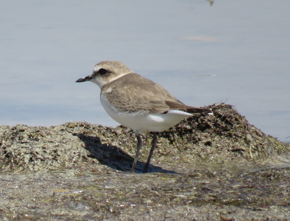 Kentish Plover - ML636039432