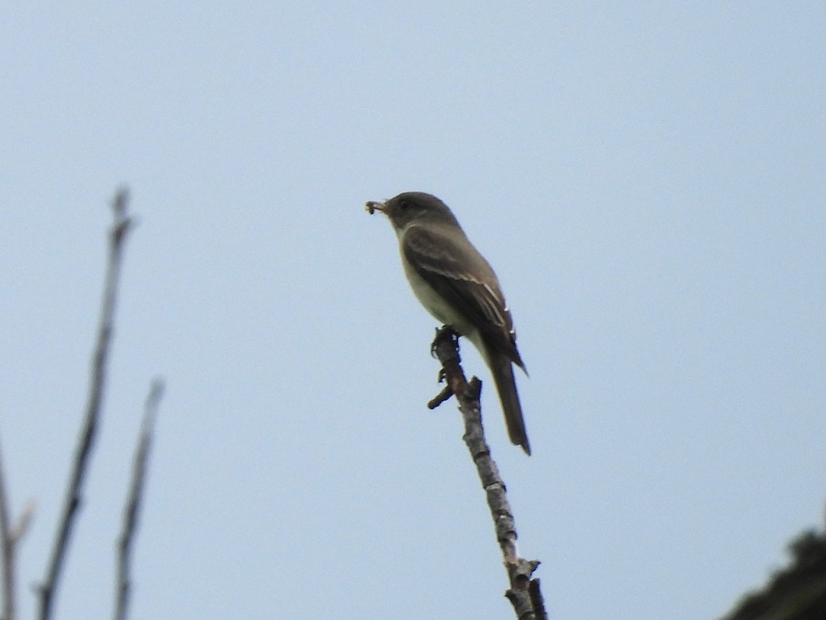 Eastern Phoebe - ML636039445