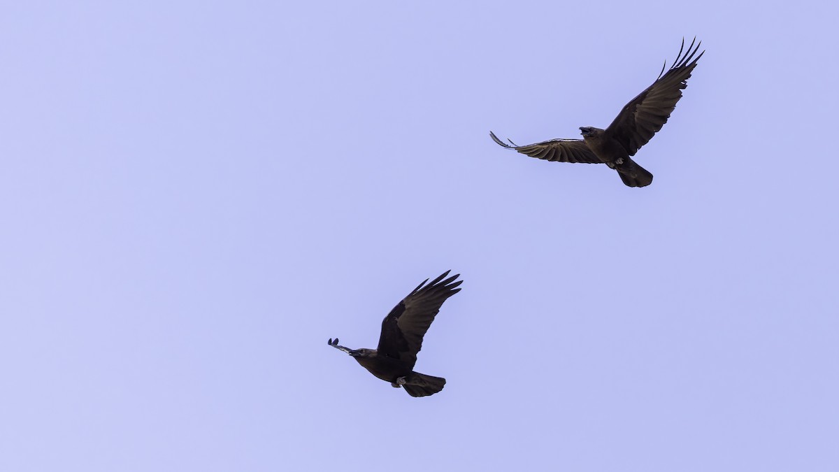 Somali Crow - ML636039482