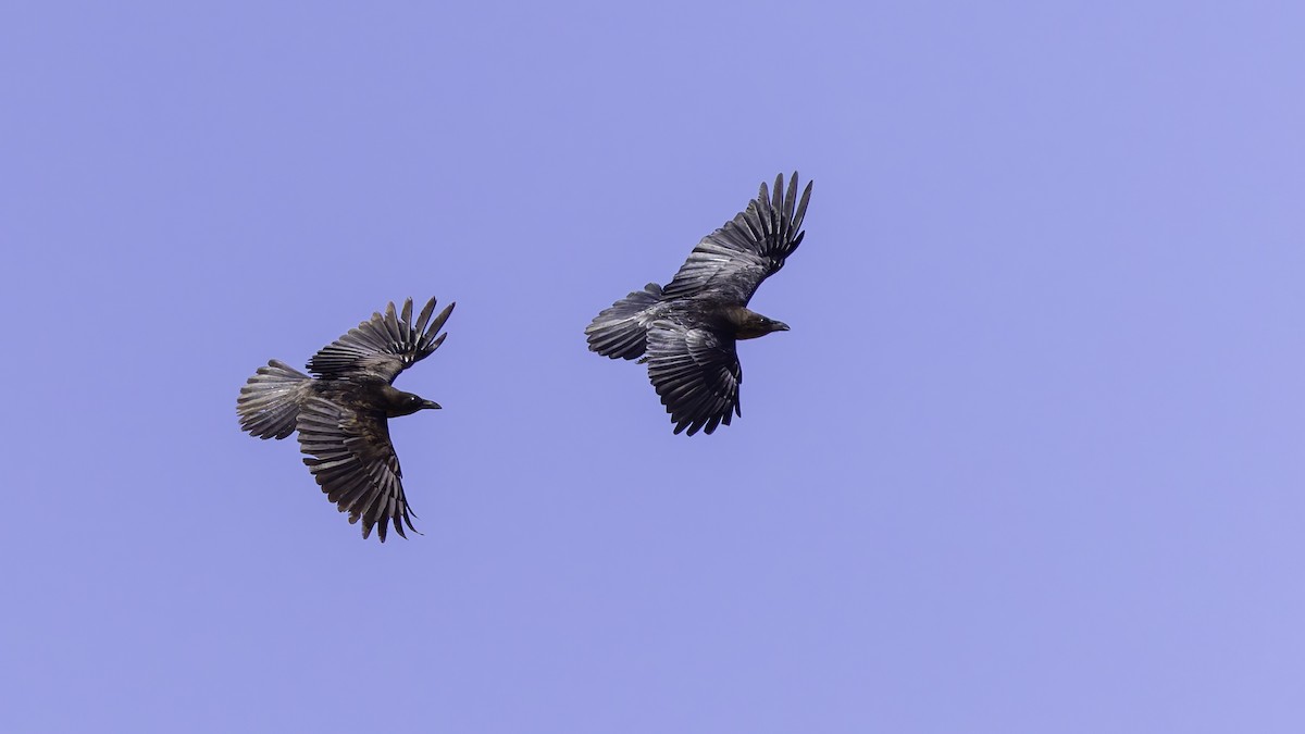 Somali Crow - ML636039484