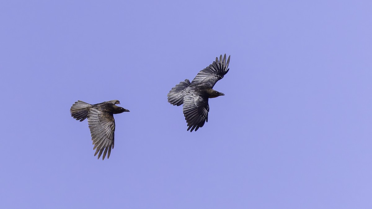 Somali Crow - ML636039485