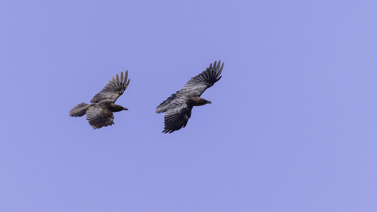 Somali Crow - ML636039486