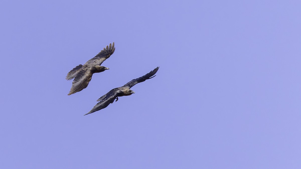 Somali Crow - ML636039490