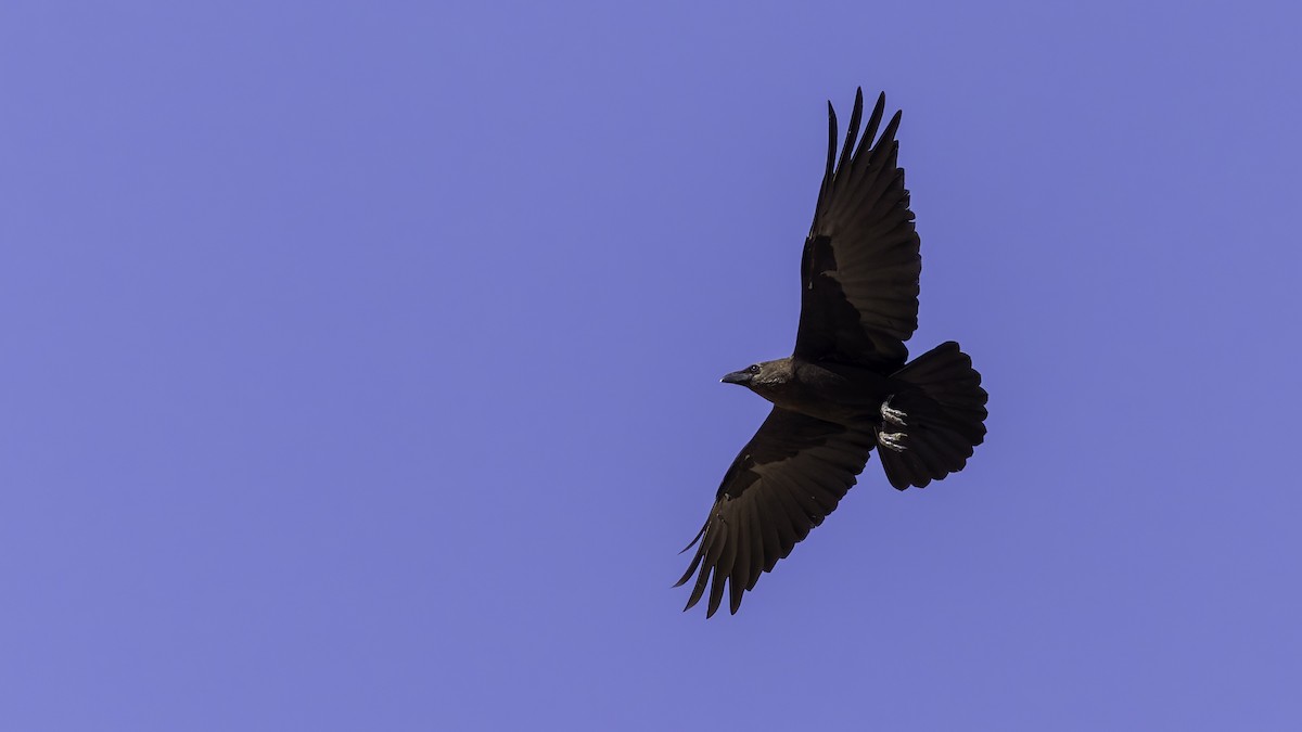 Somali Crow - ML636039491
