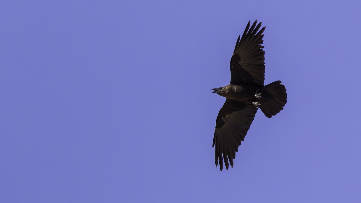 Somali Crow - ML636039492