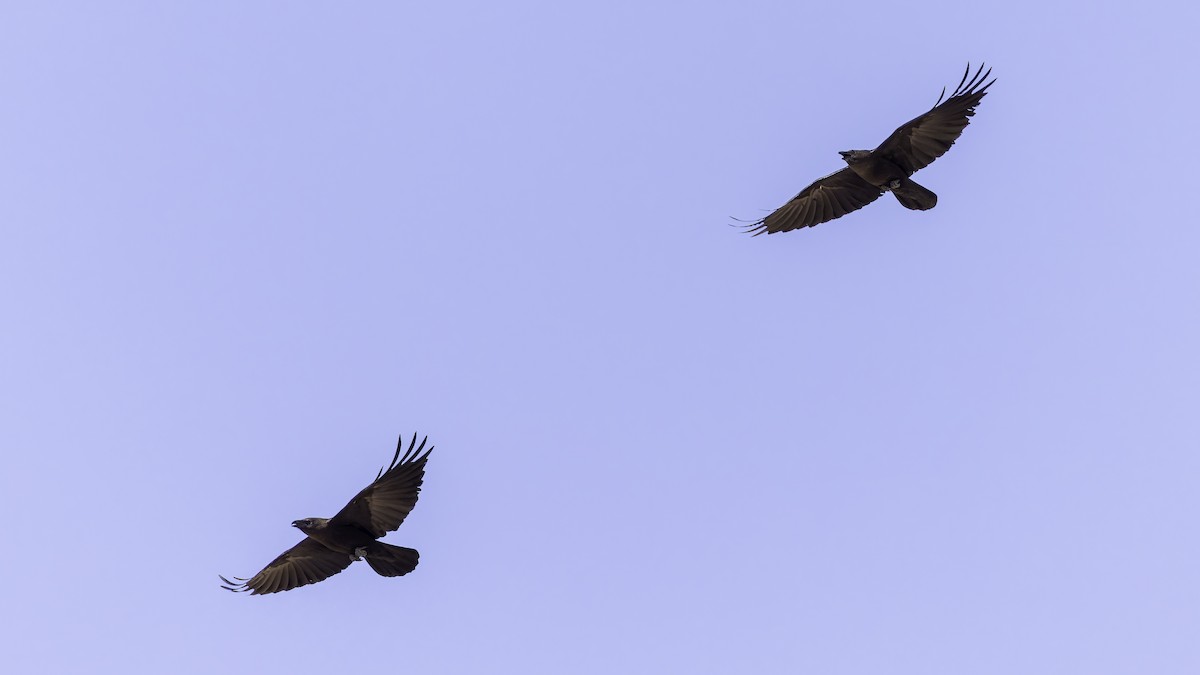 Somali Crow - ML636039494
