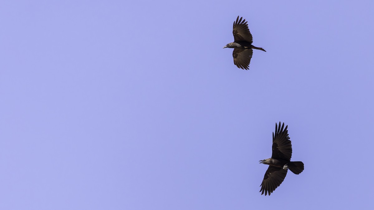 Somali Crow - ML636039497