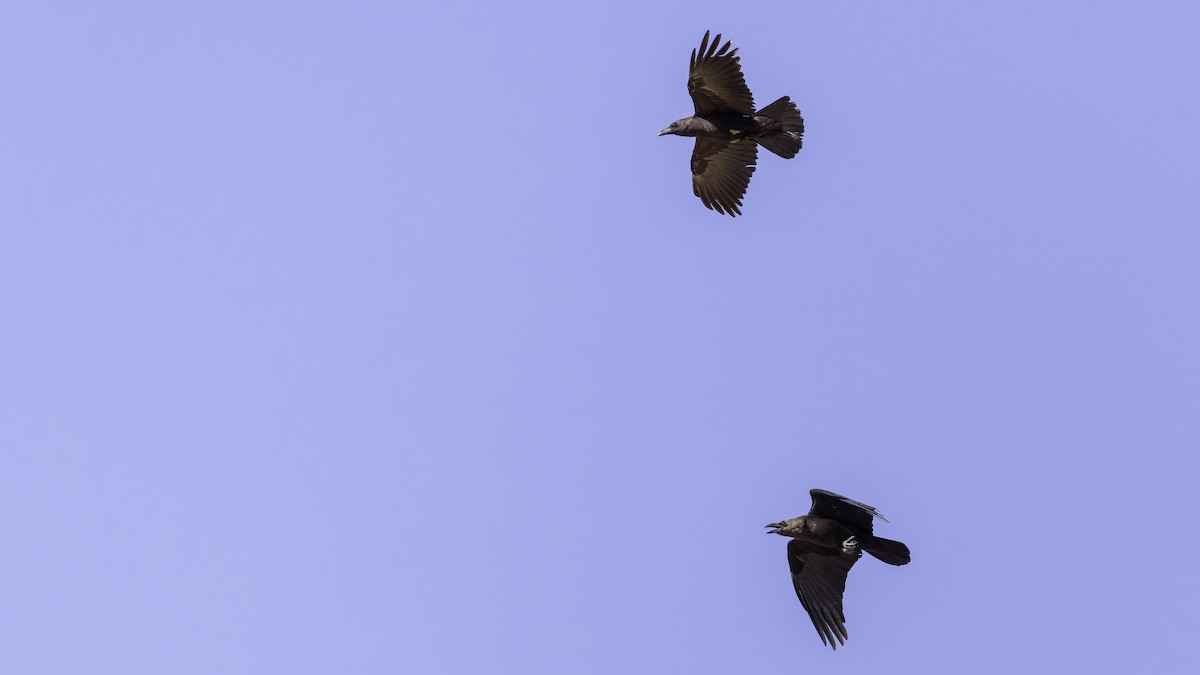 Somali Crow - ML636039499