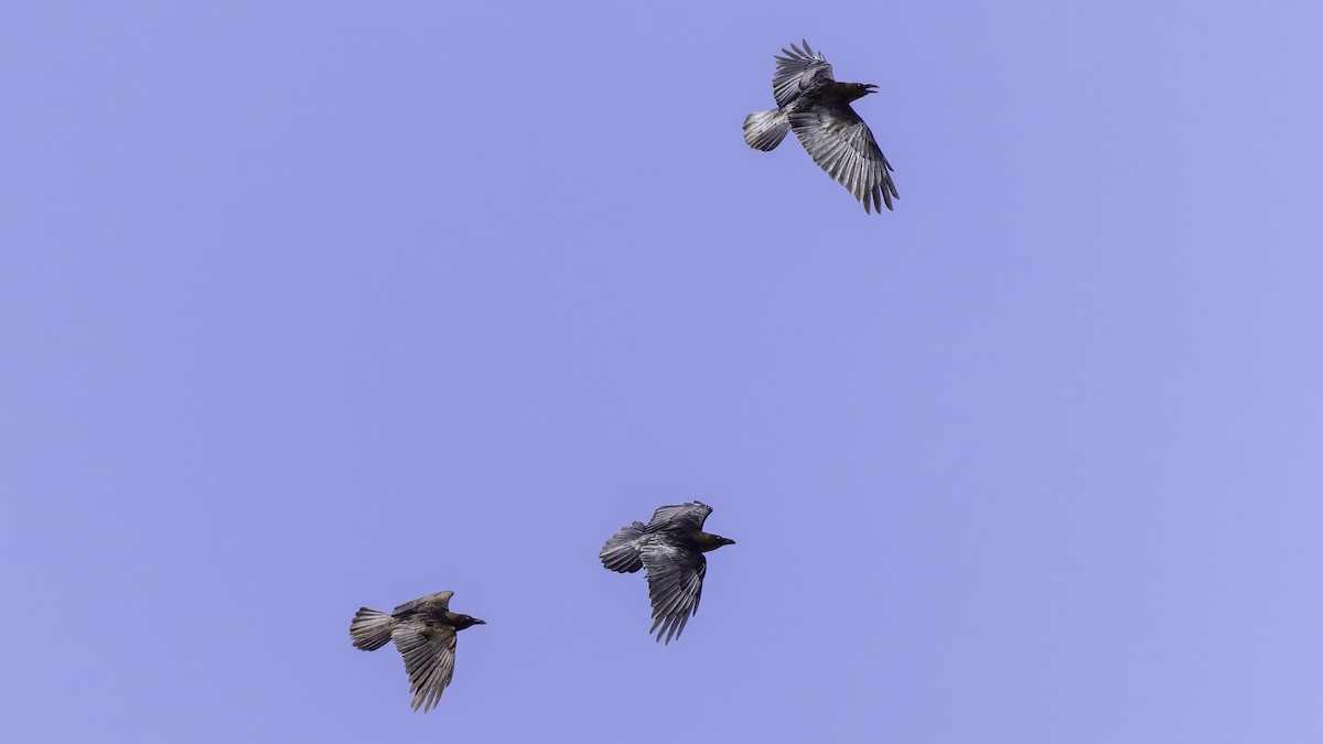 Somali Crow - ML636039500