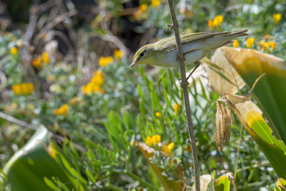 Wood Warbler - ML636039560