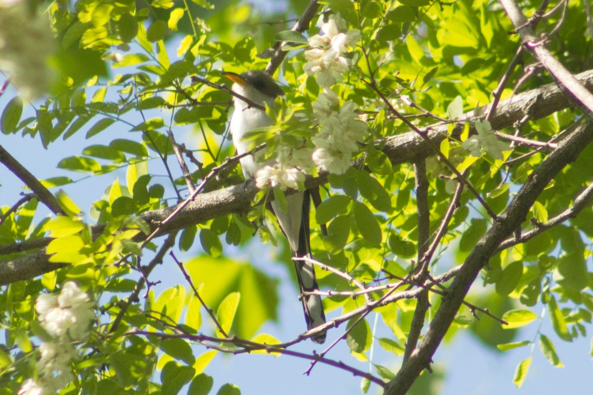 Yellow-billed Cuckoo - ML636039593