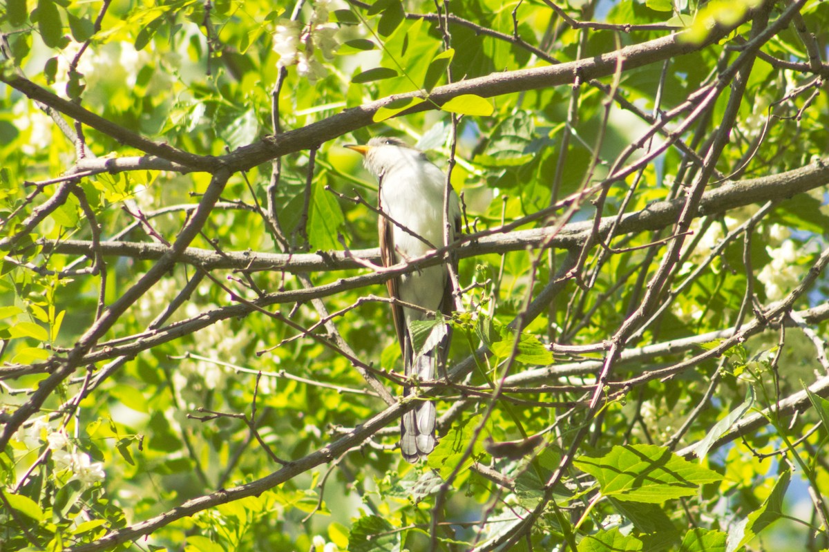 Yellow-billed Cuckoo - ML636039594