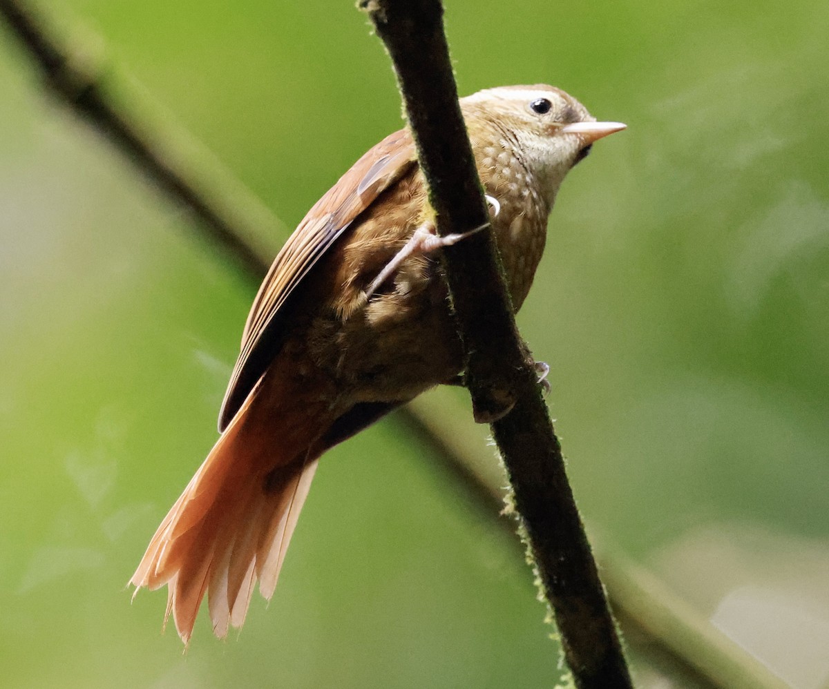 Ruddy Treerunner - ML636039596