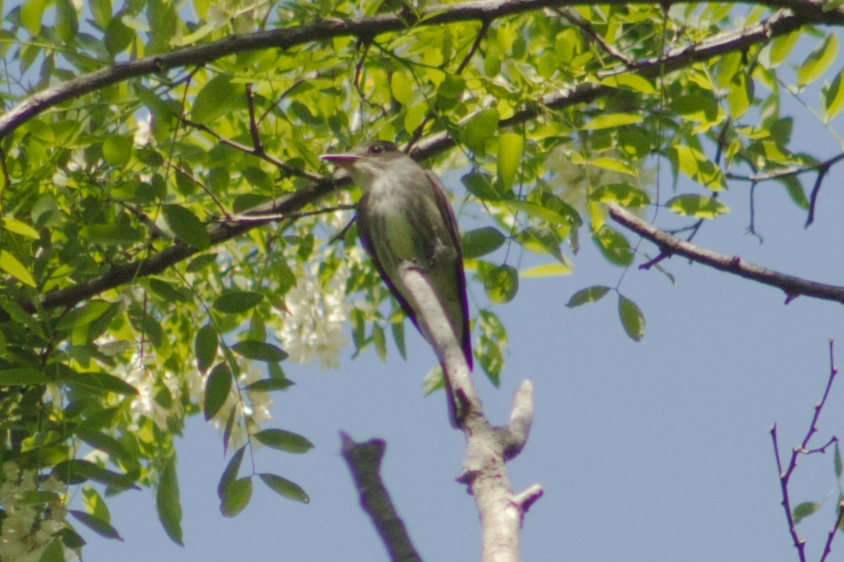 Olive-sided Flycatcher - ML636039638