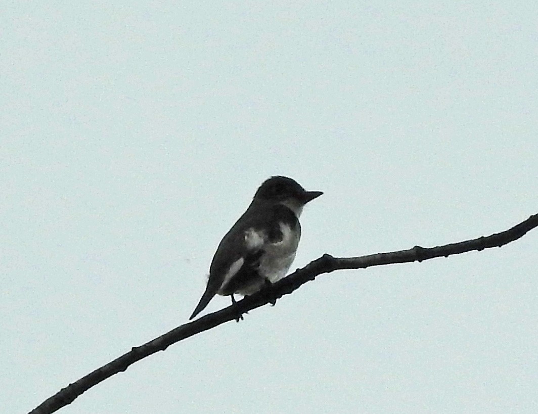 Olive-sided Flycatcher - ML636039683