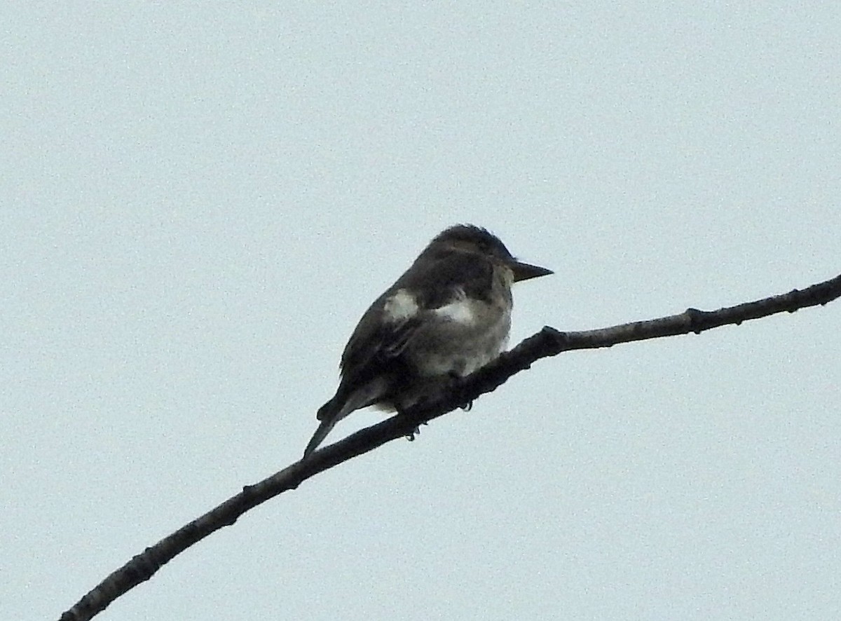 Olive-sided Flycatcher - ML636039684
