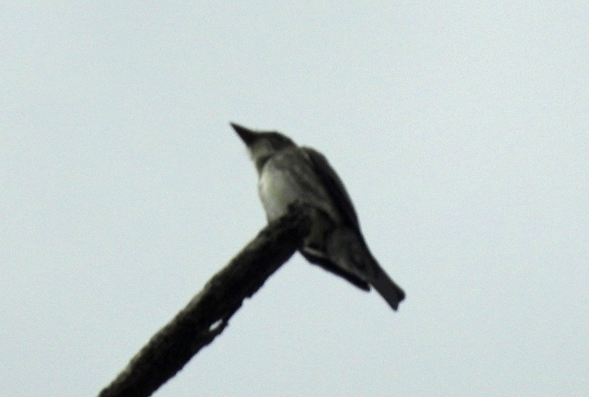 Olive-sided Flycatcher - ML636039685