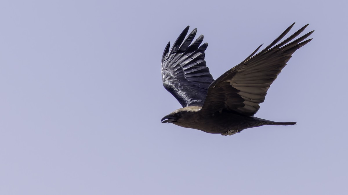 Somali Crow - ML636039686