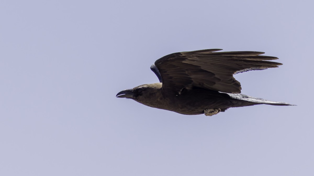 Somali Crow - ML636039690