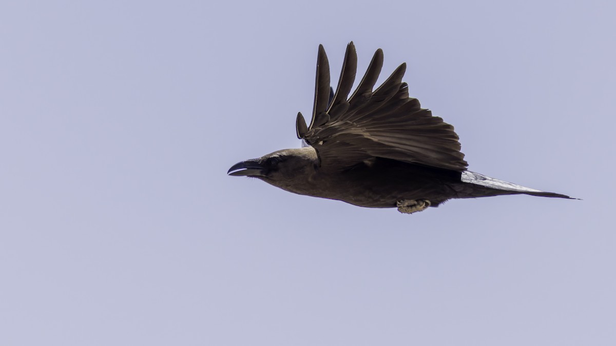 Somali Crow - ML636039691