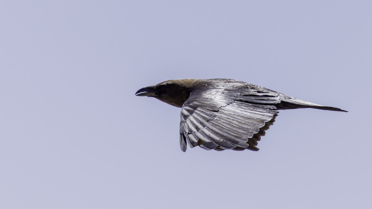 Somali Crow - ML636039692