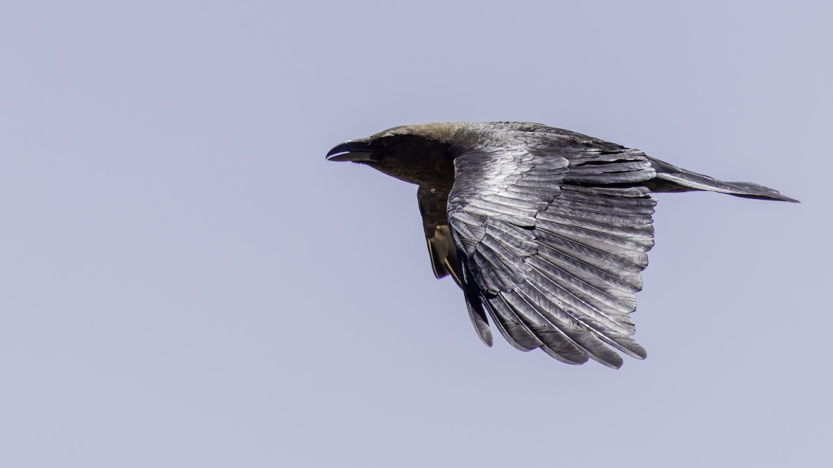 Somali Crow - ML636039693