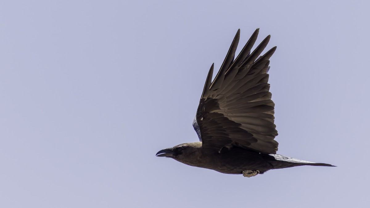 Somali Crow - ML636039694