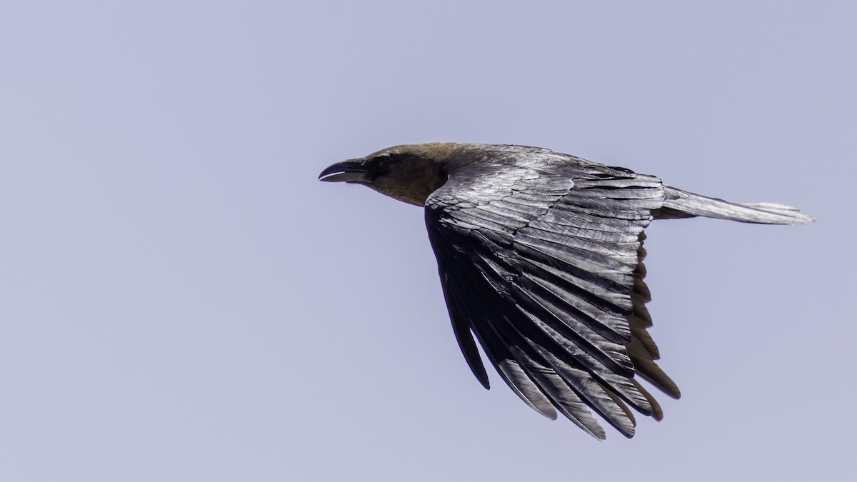 Somali Crow - ML636039695