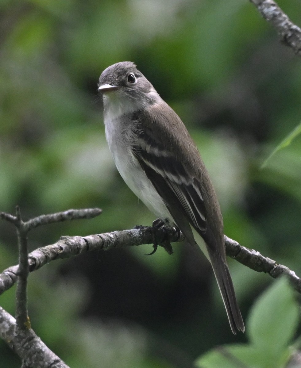 Alder Flycatcher - ML636039772