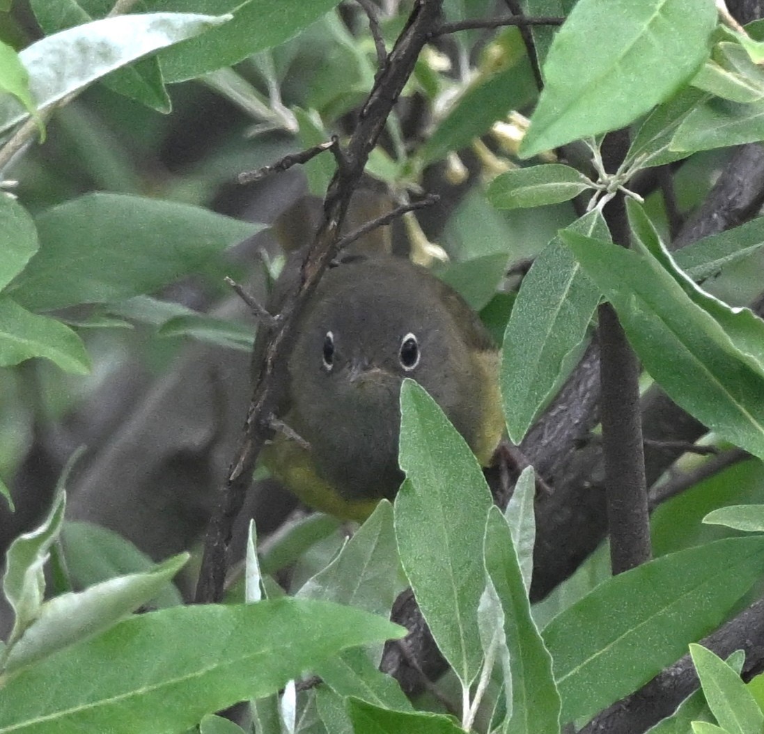 Connecticut Warbler - ML636039817