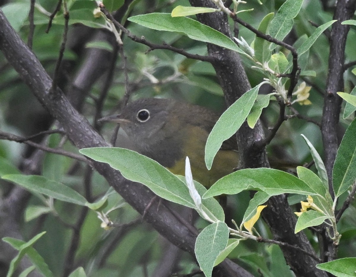 Connecticut Warbler - ML636039846