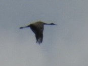 Sandhill Crane (Greater) - ML636039855